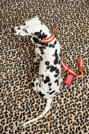 Guinzaglio Cane - Stripes Rust White